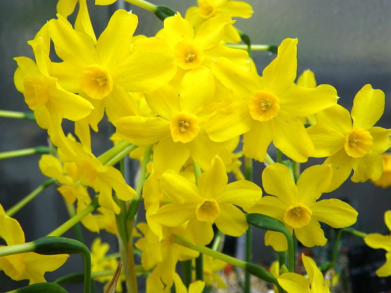 Jonquil